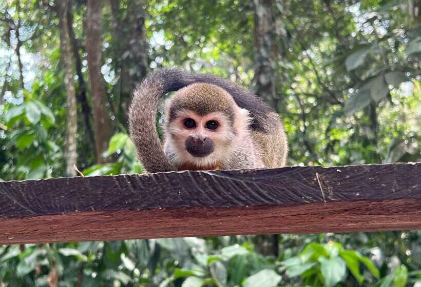 디럭스 룸, Karupa Amazonas