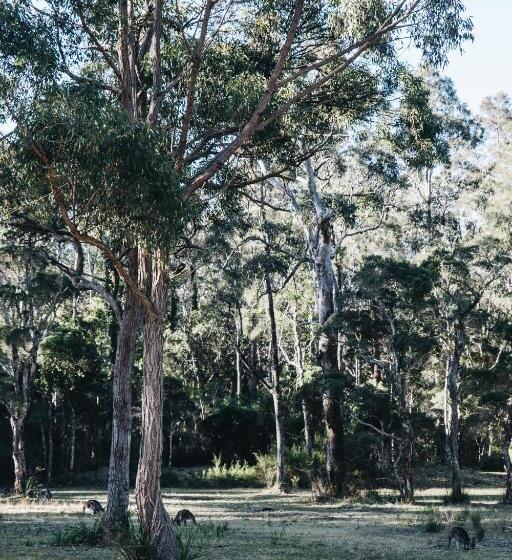 Студия Стандарт, Worrowing Jervis Bay
