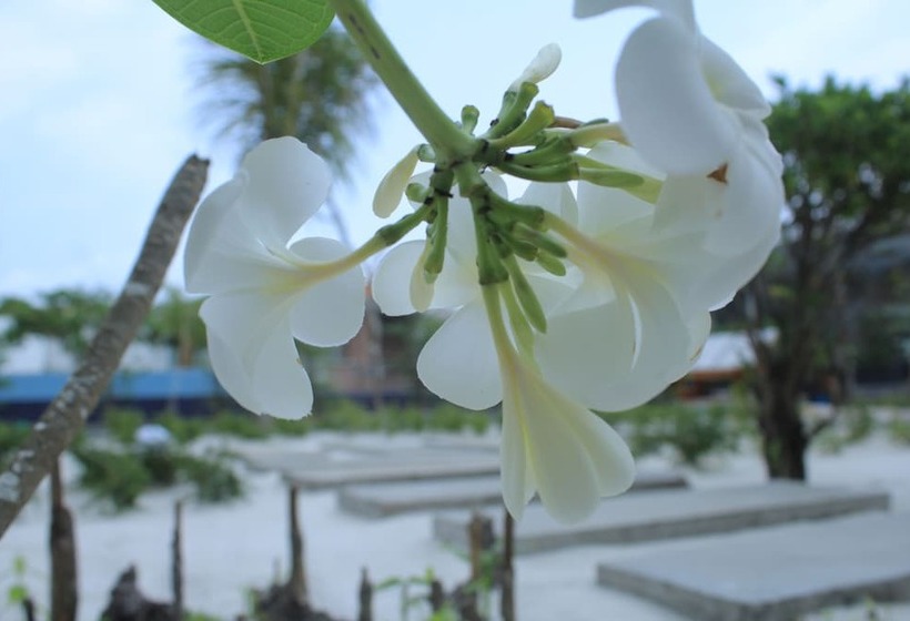 豪华园景房, Long Set Resort