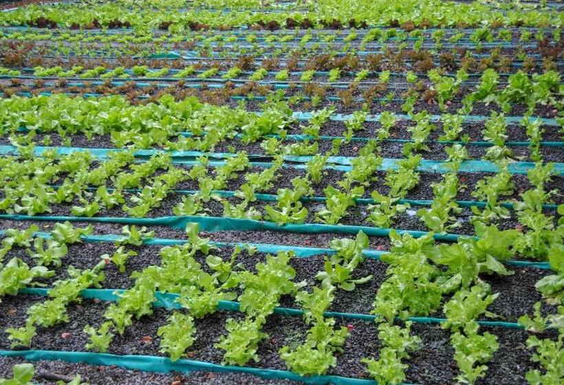 اتاق استاندارد, Hamilton Urban Farm Guest House