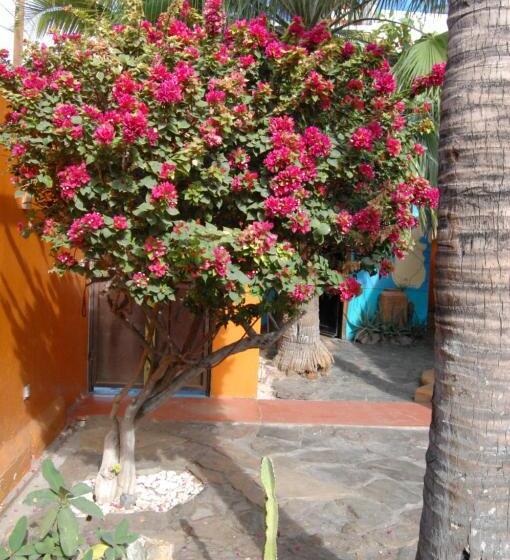 خانه 1 خوابه, Leo's Baja Oasis