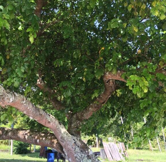 بنجلو قياسى, Wild Pasir Panjang